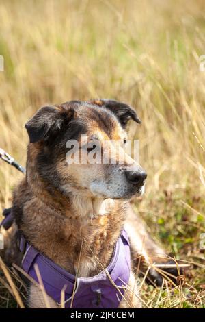 Un ritratto di un cane di razza mista giacente in un campo d'erba guardando lontano dalla macchina fotografica Foto Stock