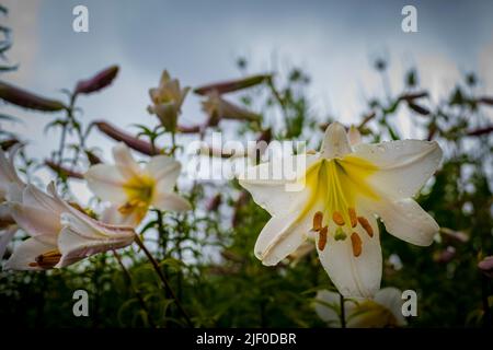 Vista ravvicinata a basso angolo di Lilium candidum, il giglio della Madonna o anche chiamato giglio bianco. Bellezza nella natura. Foto Stock