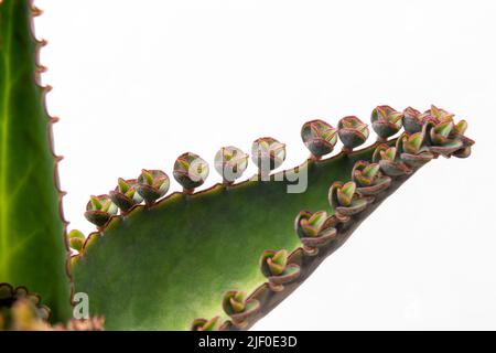 Kalanchoe daigremontiana, precedentemente conosciuta come Bryophyllum daigremontianum e comunemente chiamata madre di migliaia, pianta di alligatore, o pianta messicana del cappello Foto Stock