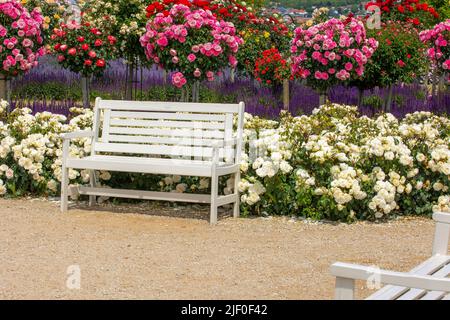 Una panca da giardino su una passeruola di fronte ad una varietà di cespugli di rose in diversi colori e lavanda blu Foto Stock