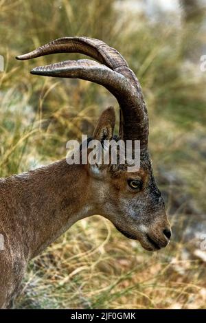 Giovane Ibex iberico maschile vicino al Paraje Naturale, Carmenes del Mar, la Herradura, Almuneca, Spagna. 21st giugno 2021. Foto Stock