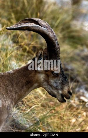 Giovane Ibex iberico maschile vicino al Paraje Naturale, Carmenes del Mar, la Herradura, Almuneca, Spagna. 21st giugno 2021. Foto Stock