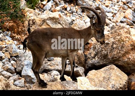 Giovane Ibex iberico maschile vicino al Paraje Naturale, Carmenes del Mar, la Herradura, Almuneca, Spagna. 21st giugno 2021. Foto Stock