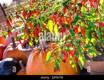 PEPERONCINI rossi Apache verdure peperoncino (capsicum annum) in vaso in terracotta con raccolta di zucca e zucche dietro formazione attraente produzione mostra fuori azienda agricola biologica UK Foto Stock