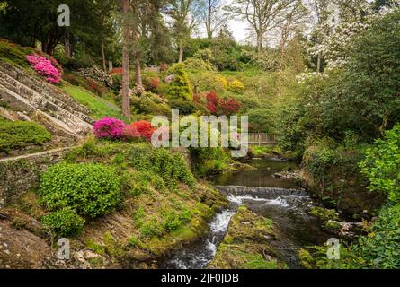 Splendidi colori delle azeleas e rododendro fiori e cespugli lungo la valle del torrente in un delizioso giardino in primavera Foto Stock