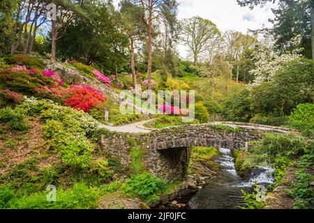 Splendidi colori delle azeleas e rododendro fiori e cespugli lungo la valle del torrente in un delizioso giardino in primavera Foto Stock