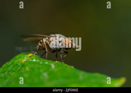 La mosca autumnalis, la mosca del viso o la mosca autunnale, è una specie di bestiame e cavalli. Immagine a fuoco selettivo. Foto Stock