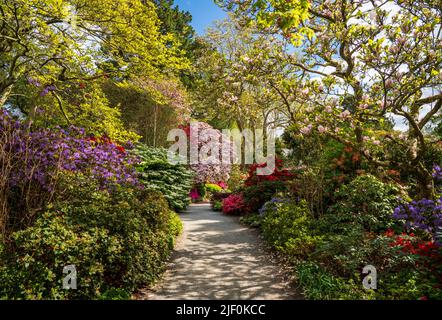 Splendidi colori delle azeleas e rododendro fiori e cespugli lungo il sentiero nel delizioso giardino in primavera Foto Stock