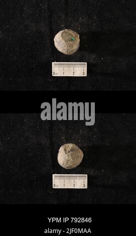 Hindia anornata (padiglione, 1863). Foto Stock