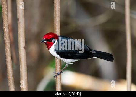 Mascherato cardinale, Paroaria nigrogenis, arroccato su un ramo nella foresta di mangrovie di Trinidad e Tobago. Foto Stock