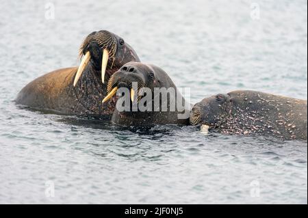Famiglia Walrus a Phippsøya a nord di Spitsbergen, Norvegia Foto Stock