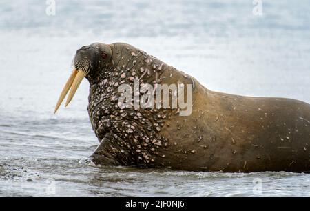 Grande tricheco (Odobenus rosmarus) a Poolepynten, Prins Karls Forland, Spitsbergen occidentale, Svalbard, Norvegia Foto Stock