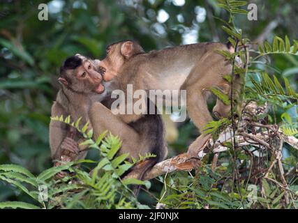 Macaque suino-tail meridionale (Macaca nemestrina) che combatte nel baldacchino al fiume Menaggul, Sabah, Borneo. Foto Stock