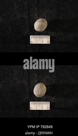 Hindia anornata (padiglione, 1863). Foto Stock