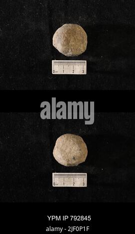 Hindia anornata (padiglione, 1863). Foto Stock