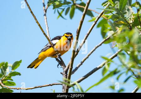 Lucchetti Oriole, Icterus bullockii, arroccati su un ramo di albero con cielo blu. Uccello in natura Foto Stock