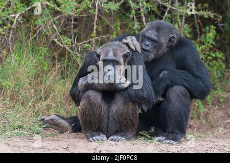 Scimpanzé comune (Trogloditi Pan) in OL Pejeta Conservancy, Kenya. Foto Stock