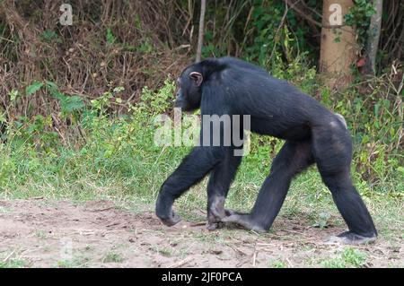 Chimpanzee comune (Trogloditi Pan) in OL Pejeta Conservancy, Kenya. Foto Stock