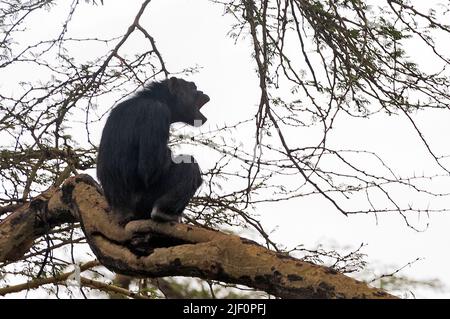 Chimpanzee comune (Trogloditi Pan) in OL Pejeta Conservancy, Kenya. Foto Stock