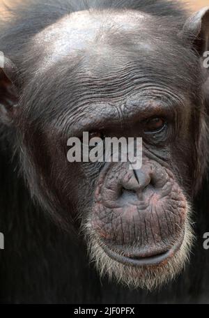 Chimpanzee comune (Trogloditi Pan) in OL Pejeta Conservancy, Kenya. Foto Stock