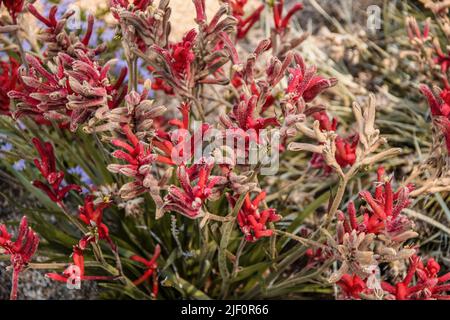 Piccoli fiori nativi australiani viola canguro zampa fiori nel cespuglio Foto Stock