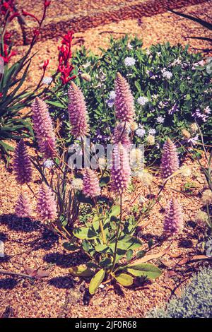 Piccoli fiori selvatici nativi australiani viola mulla mulla fiori nel cespuglio Foto Stock