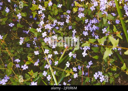 Piccoli fiori purpurpurple nativi autralian nel cespuglio Foto Stock