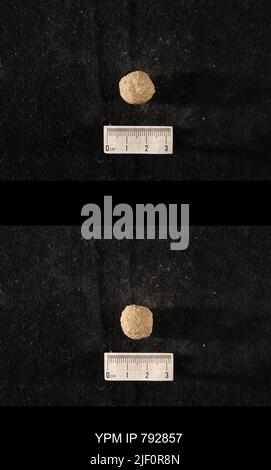 Hindia anornata (padiglione, 1863). Foto Stock