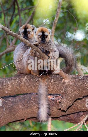 Due maschi di lemure bruno con fronte rosso (rufifroni Eulemur) che si nutrono di semi nella riserva berenty, Madagascar. Foto Stock