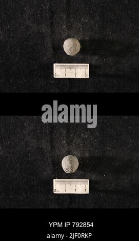 Hindia anornata (padiglione, 1863). Foto Stock