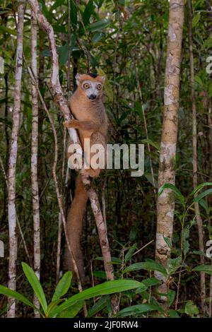 Maschio di lemure coronato (Eulemur coronatus) a Palmarium, Madagascar orientale. Foto Stock