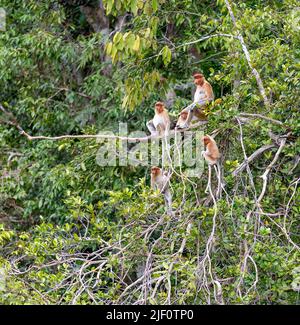 Gruppo di scimmie proboscide (larvatus Nasalis) nel Parco Nazionale di Tanjung Puting, Kalimantan, Borneo (Indonesia). Foto Stock