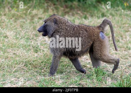 Babbuino d'oliva maschile dominante (Papio anubis) di Maasai Mara, Kenya. Foto Stock