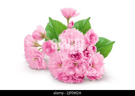 Sakura fiore ciliegio isolato su sfondo bianco con profondità di campo piena Foto Stock