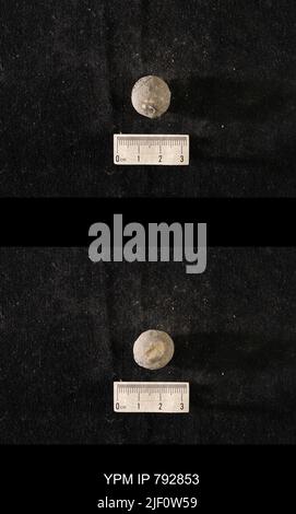 Hindia anornata (padiglione, 1863). Foto Stock