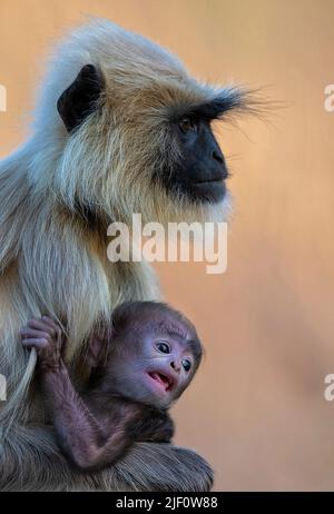 Langur grigio (Semnopithecus dussumerieri) con il nuovo nato nel Parco Nazionale di Pench, Madhya Pradesh, India. Foto Stock