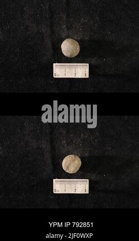 Hindia anornata (padiglione, 1863). Foto Stock