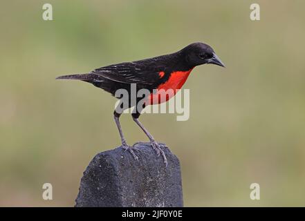 Meadowlark (Leistes militaris) uomo adulto arroccato sul recinto post penisola di Osa, Costa Rica. Marzo Foto Stock