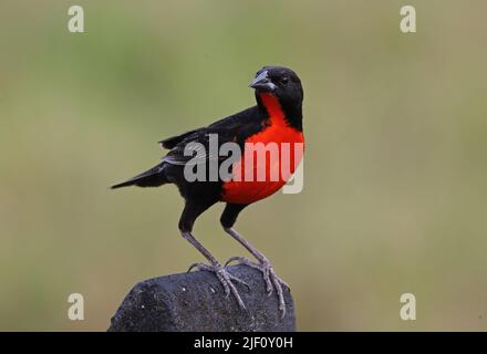 Meadowlark (Leistes militaris) uomo adulto arroccato sul recinto post penisola di Osa, Costa Rica. Marzo Foto Stock
