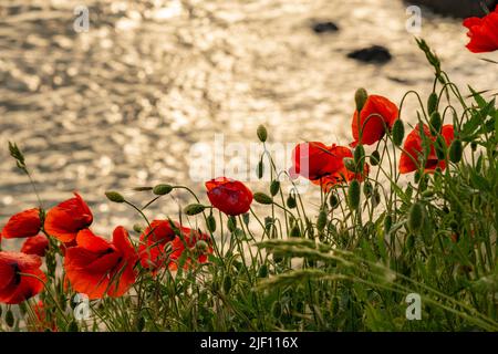 Fiori di papavero rosso selvaggio che crescono sulla riva del fiume Foto Stock