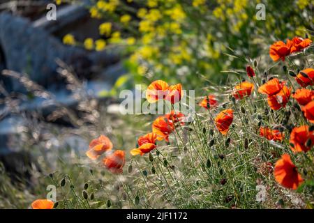 Fiori di papavero rosso selvaggio che crescono sulla riva del fiume Foto Stock