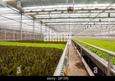 Caledonia, Michigan - Revolution Farms, una fattoria idroponica che coltiva la lattuga in una serra enorme per le principali catene di supermercati. La fattoria ha altamente un Foto Stock