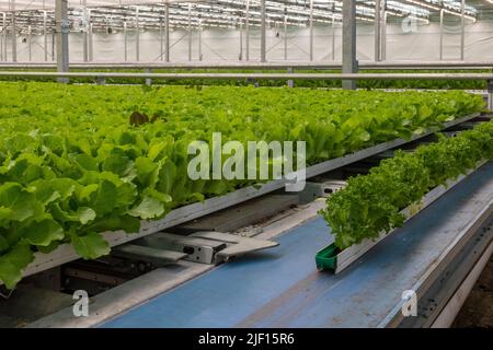 Caledonia, Michigan - Revolution Farms, una fattoria idroponica che coltiva la lattuga in una serra enorme per le principali catene di supermercati. La fattoria ha altamente un Foto Stock