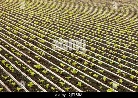 Caledonia, Michigan - Revolution Farms, una fattoria idroponica che coltiva la lattuga in una serra enorme per le principali catene di supermercati. La fattoria ha altamente un Foto Stock