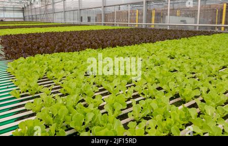 Caledonia, Michigan - Revolution Farms, una fattoria idroponica che coltiva la lattuga in una serra enorme per le principali catene di supermercati. La fattoria ha altamente un Foto Stock