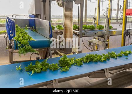 Caledonia, Michigan - Revolution Farms, una fattoria idroponica che coltiva la lattuga in una serra enorme per le principali catene di supermercati. La fattoria ha altamente un Foto Stock