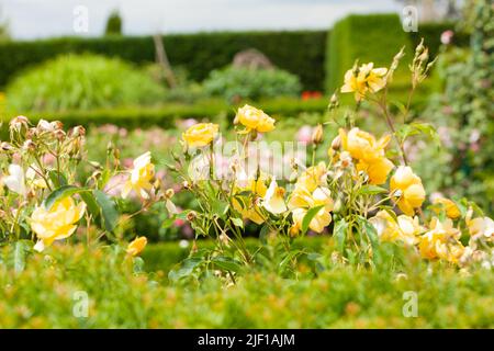 Primo piano di arbusto Rosa , Rosa Buttercup 'Ausband' Foto Stock