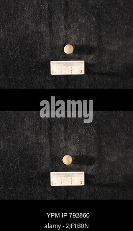 Hindia anornata (padiglione, 1863). Foto Stock