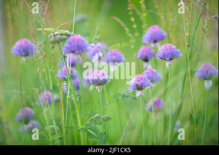 Fioritura di erba cipollina Allium schoenoprasum Foto Stock