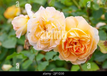 Primo piano della rosa inglese a doppia fioritura, Rose Molineux Foto Stock